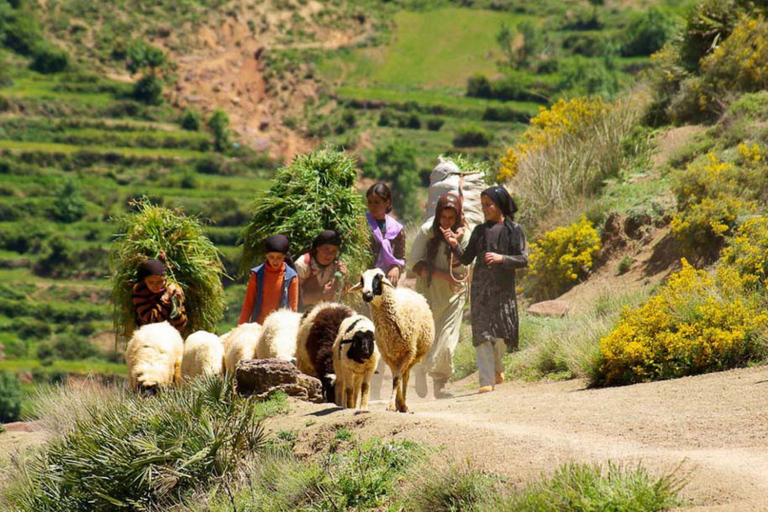 Excursión a las Montañas del Atlas, Pueblos Bereberes y Cascadas de Marrakech