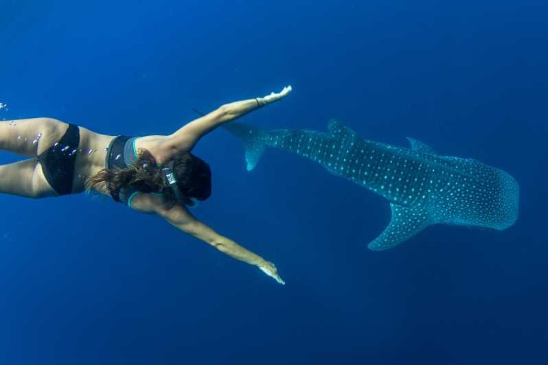 Puerto Princesa: Swim with Whale Sharks Boat Cruise