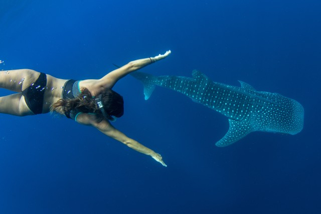 Visit Puerto Princesa Swim with Whale Sharks Boat Cruise in Palawan, Philippines
