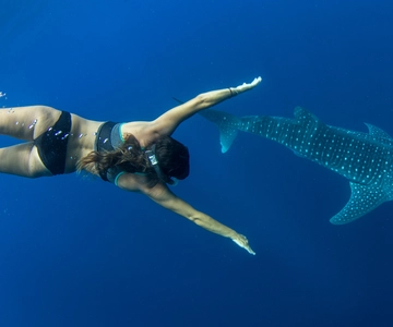 Puerto Princesa: Swim with Whale Sharks Boat Cruise