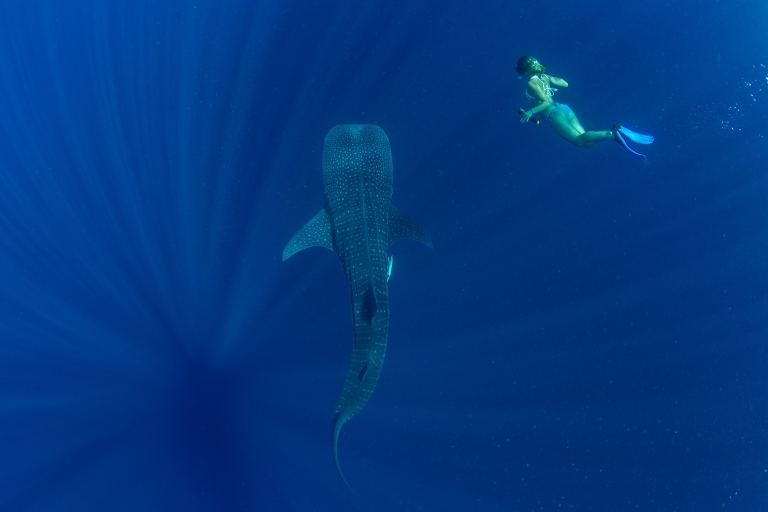 Puerto Princesa: pływanie łodzią z rekinami wielorybimi