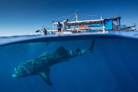 Puerto Princesa : Nager avec les requins-baleines lors d'une croisière en bateau