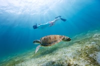 Emerald Coast, Tarde Snorkel & Dolphin Tour - Housity