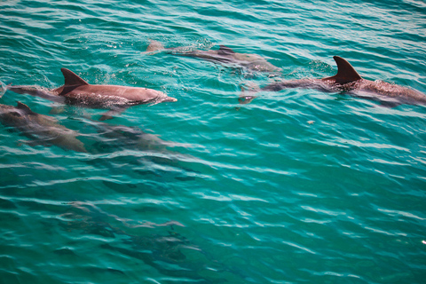 Emerald Coast: Afternoon Snorkel & Dolphin Tour
