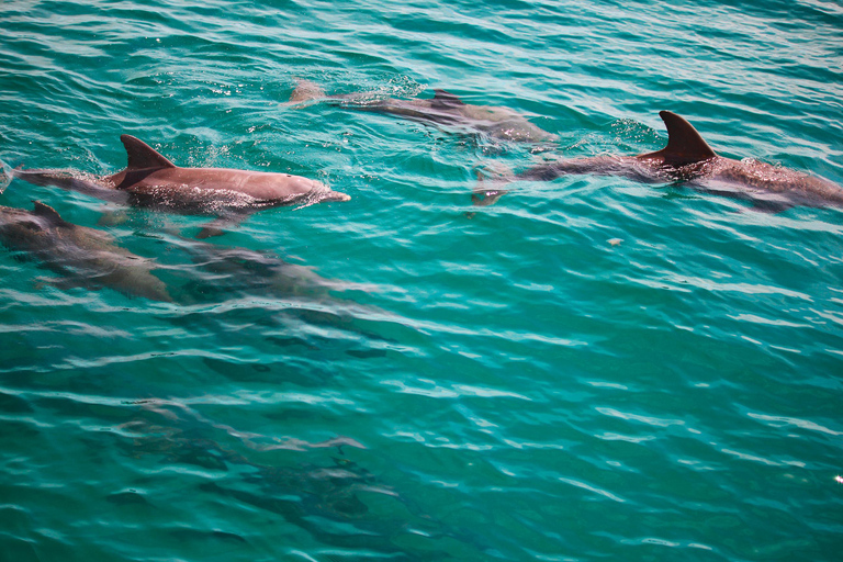 Emerald Coast: Afternoon Snorkel & Dolphin Tour