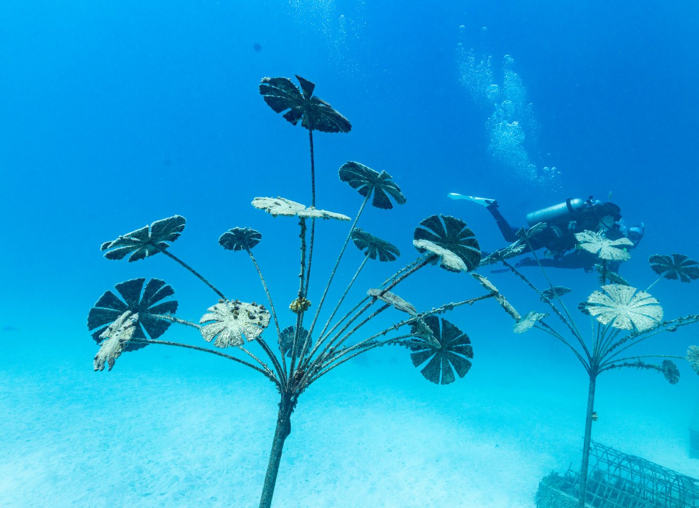 Townsville og Magnetic Island: Tur til MOUA og Great Barrier Reef