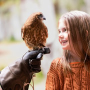 Margaret River: Birds of Prey Trail and Flight Display