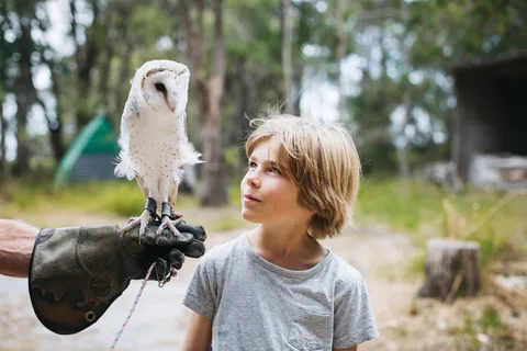 Margaret River: Encuentro con aves rapaces y paseo por el bosque