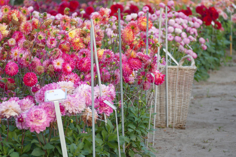 Bulb region: Dahlias Bicycle Tour