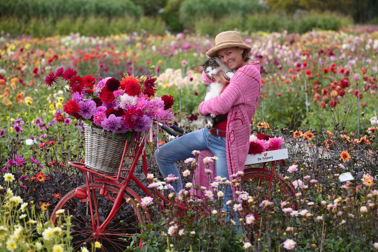 Bollenstreek: Dahlia&#039;s Fietstocht