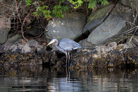 British Columbia: Whale Watching Öko-Abenteuertour