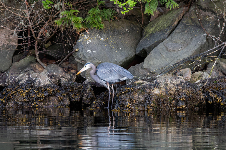 British Columbia: Whale Watching Öko-Abenteuertour