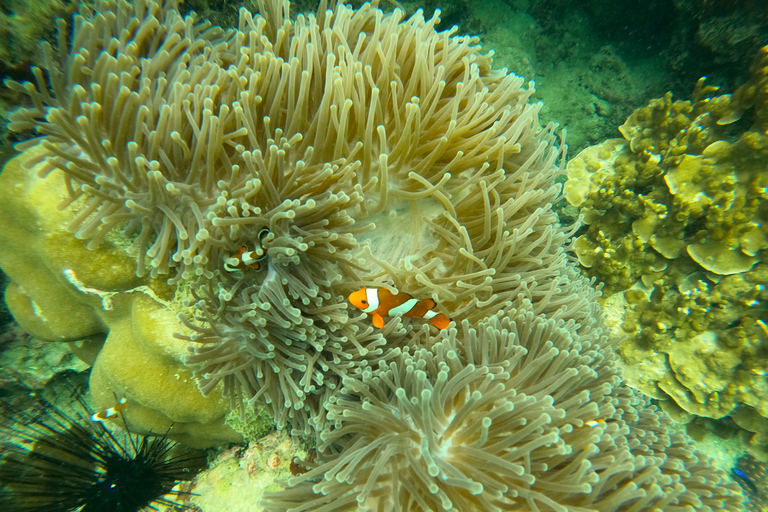 Phi Phi: Deluxe speedboottour bij zonsondergang - Maya Bay & Plankton