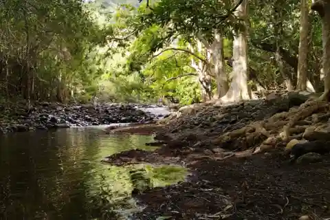 Black River Gorges Trek & River Immersion Adventure