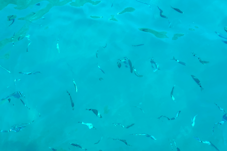 From Positano: Half-Day Amalfi Coast Boat Tour & Snorkeling From Positano: Half Day Amalfi Coast Boat Tour & Snorkeling