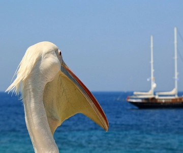 Resa från Aten till Mykonos en dag