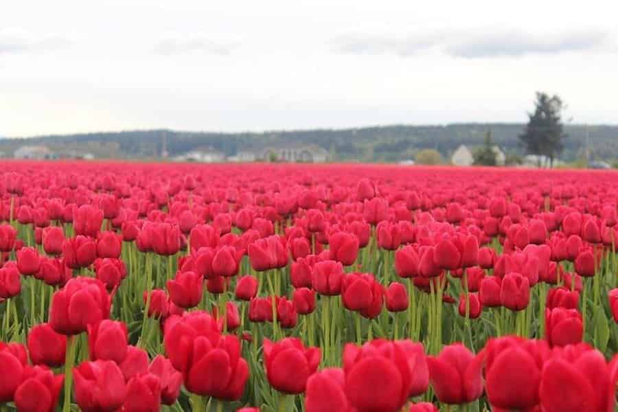 Ab Seattle: Tulpenfestival im Skagit Valley und in La Conner. Foto: GetYourGuide Ab Seattle: Tulpenfestival im Skagit Valley und in La Conner. Foto: GetYourGuide
