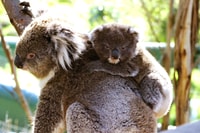 Phillip Island Small Group Afternoon Tour - Housity
