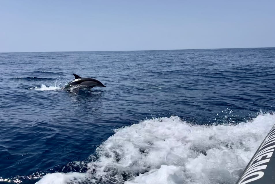 The BEST Benagil Dolphin & whale in Portugal  - Habitat and behavior of dolphins in Benagil