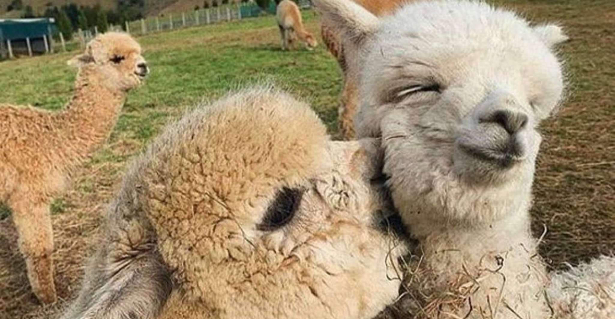 Visite de Shamakhi Alpaca - Hizvo
