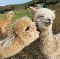 Shamakhi Alpaca Tour - Hizvo