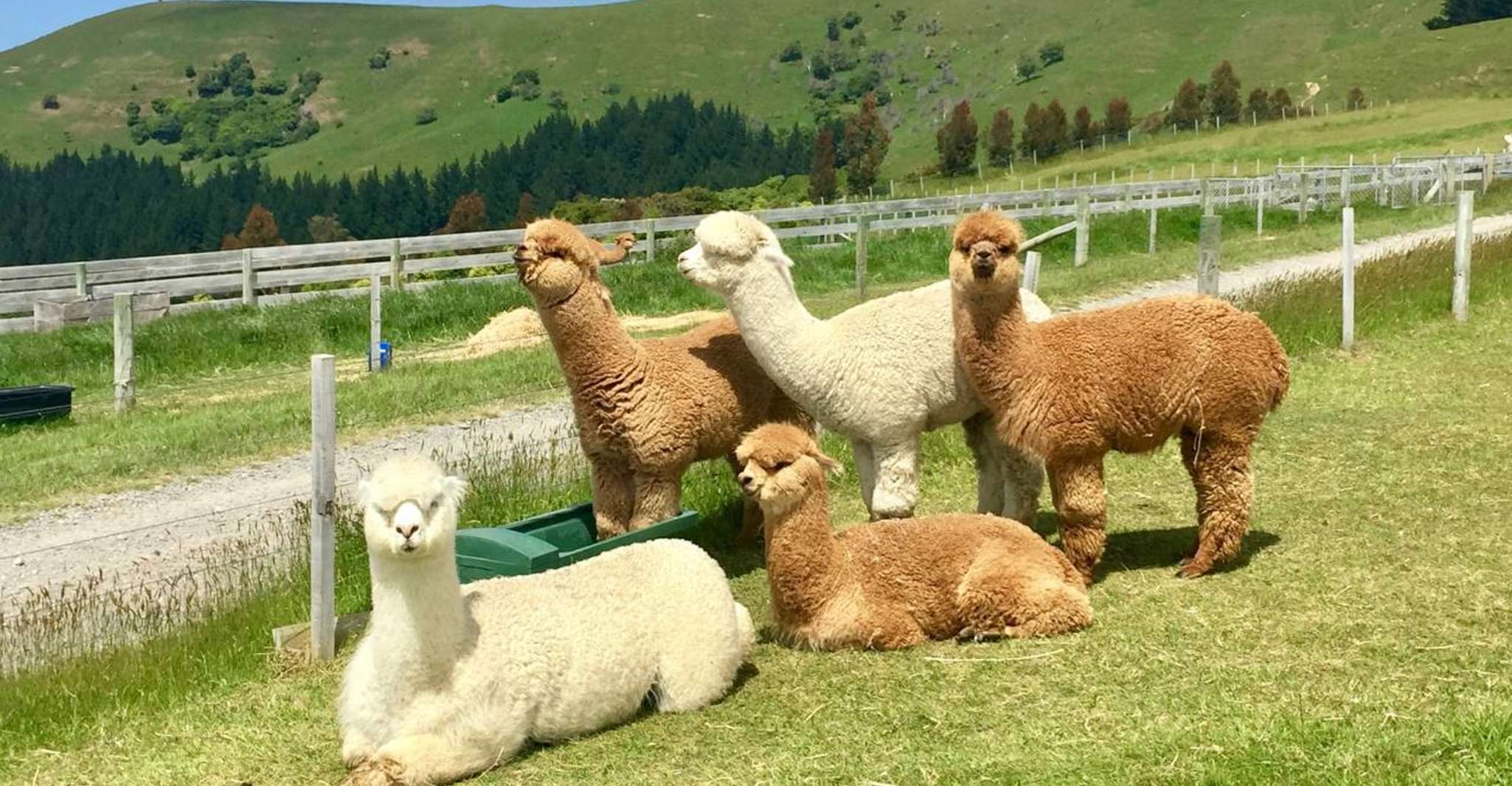 Visite de Shamakhi Alpaca - Hizvo