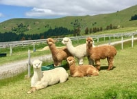 Shamakhi Alpaca Tour - Hizvo