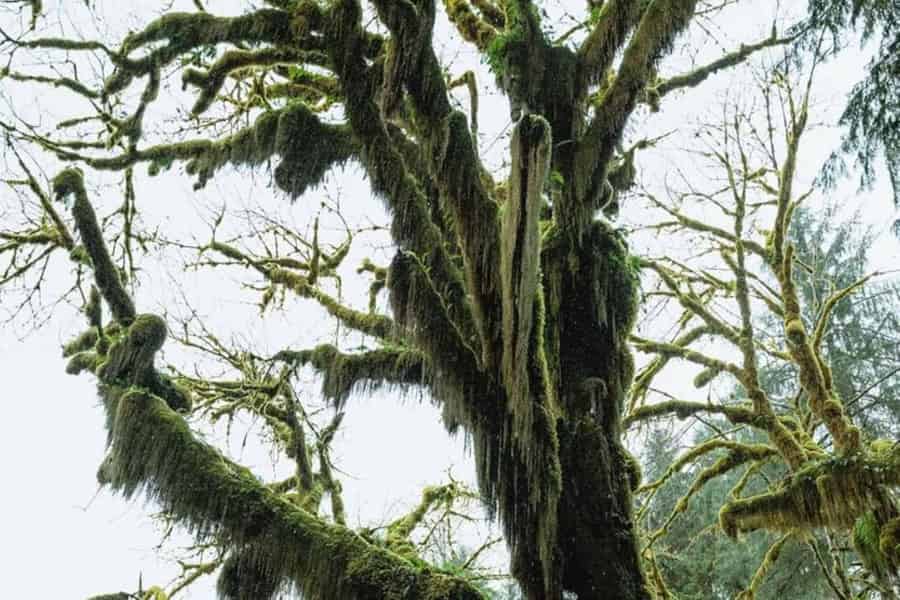 Aus Seattle: Twilight Forks Washington Tour. Foto: GetYourGuide