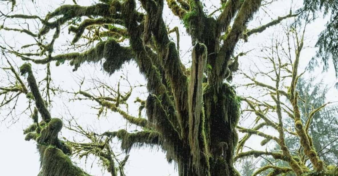 From Seattle Twilight Forks Washington Tour GetYourGuide