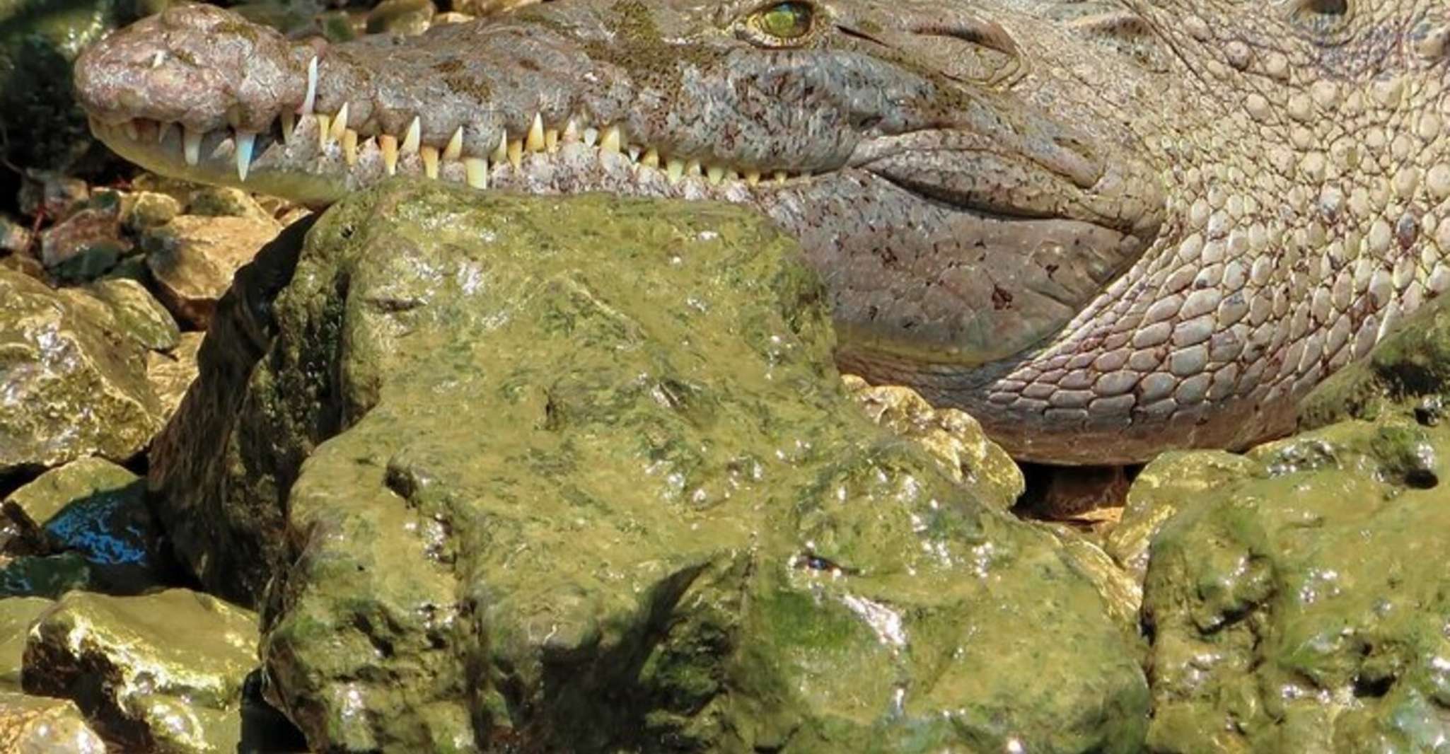 Chiapas, Sumidero Canyon und Chiapa de Corzo - Hizvo