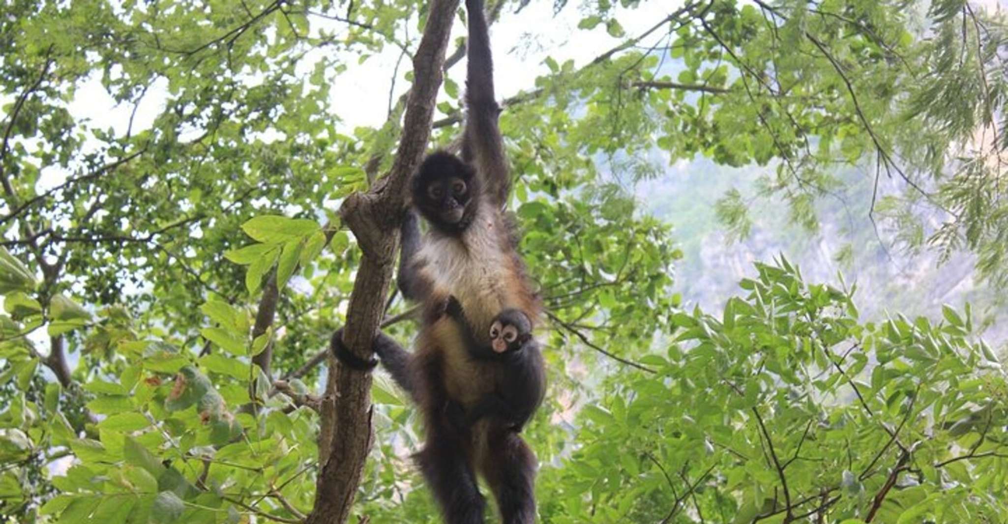 Chiapas, Sumidero Canyon und Chiapa de Corzo - Hizvo