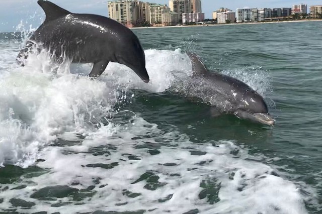 Visit Wild Dolphin Boat Tour in Naples, Florida