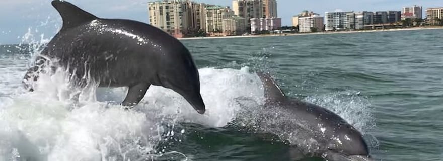 Best of Marco Dolphin Tour