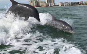 Wild Dolphin Boat Tour