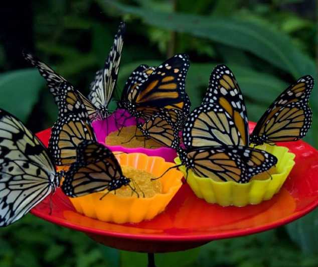 Iquitos: Pilpintuwasi Butterfly Farm Tour