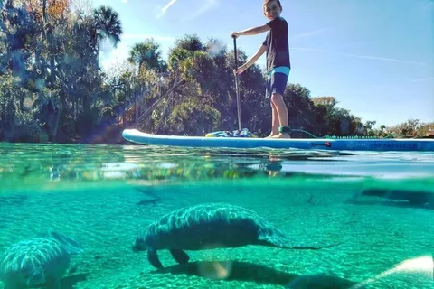 Crystal River: Aluguel de Paddle Boards