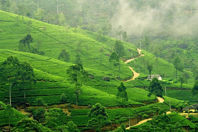 From west caost: Kandy, Pinnawala, botanical & Tea gardens