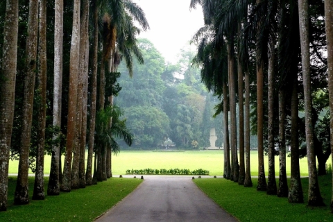 Desde la costa oeste: Kandy, Pinnawala, Jardines Botánico y del TéDesde el oeste caost: Kandy, Pinnawala, jardines botánicos y del Té