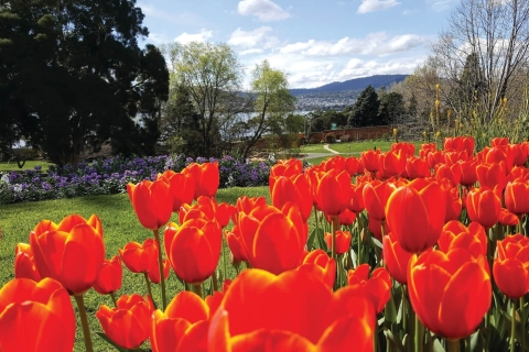 Hobart City Sightseeing Tour inclusief MONA-ticketSightseeingtour door de stad met MONA-ticket