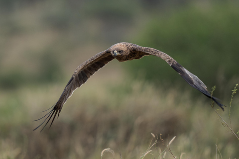 4Dag Serengeti Migration MidRange Safari (Norra Serengeti)