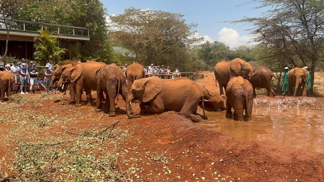 Visit From Nairobi Elephant Orphanage and Giraffe Center Day Tour in Diani Beach