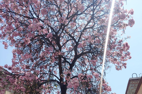 Oaxaca: Oaxaca City Beyond the Surface - wycieczka piesza