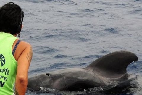 Los Cristianos: walvis- en dolfijncruise zonder achtervolging