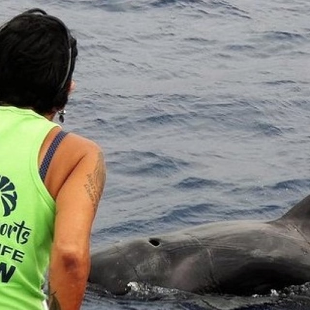 Tenerife: Leaders in No-Chase Respectful Whale & Dolphin