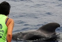 Los Cristianos, Cruzeiro de Baleia e Dolphin - Housity