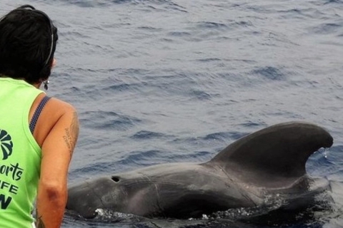 Los Cristianos: crucero sin persecuciones de ballenas y delfines