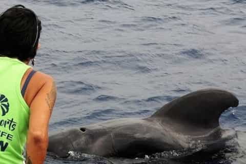 Los Cristianos respectful no-chase whale and dolphin cruise