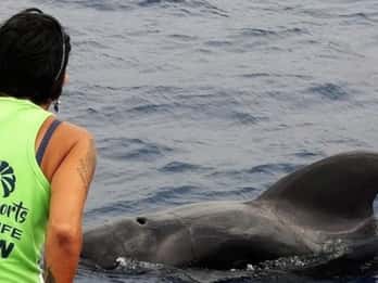 Los Cristianos: crociera rispettosa senza inseguimenti per avvistare balene e delfini
