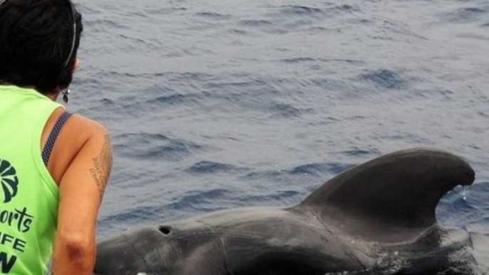 Los Cristianos: Crucero Sin Persecución de Ballenas y Delfines
