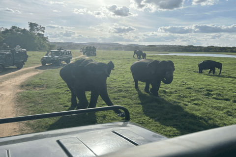 From Sigiriya/Habarana: Hurulu Eco Park Wild Elephant Safari From Sigiriya/Habarana: Minneriya /Kaudulla Elephant Safari